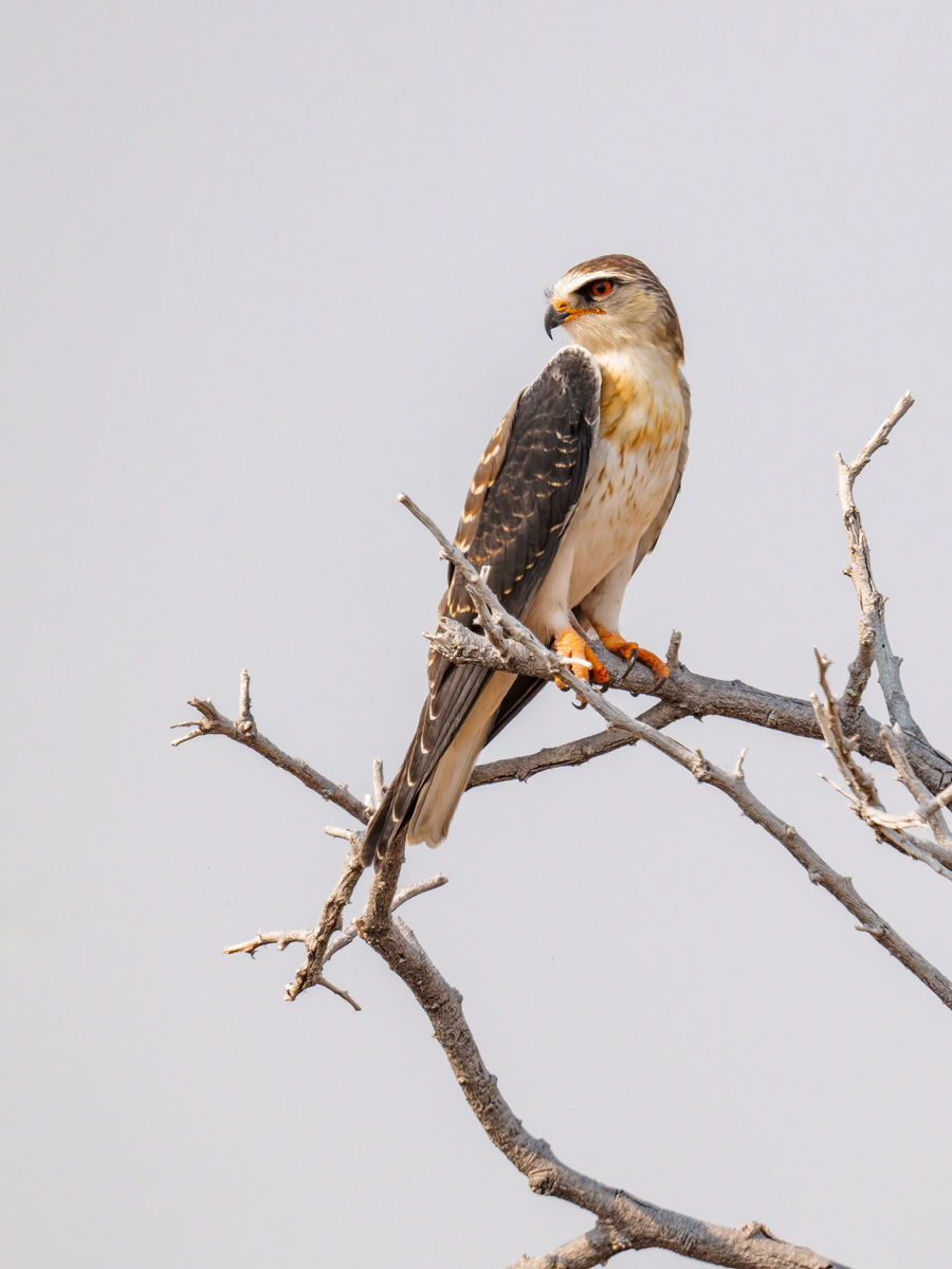 2025-09-26 061 Black-winged Kite.jpg