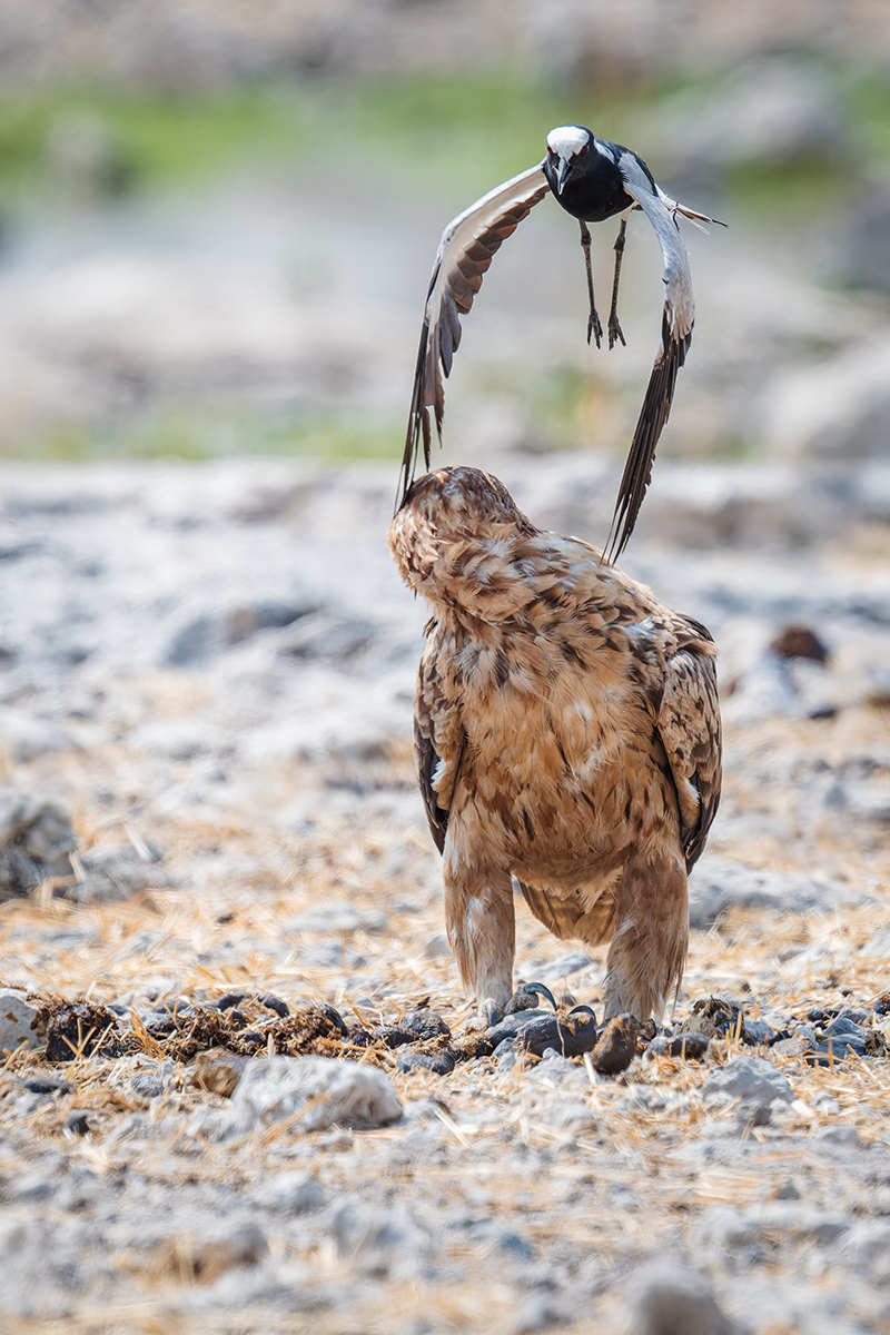 2025-09-26 095 Tawny Eagle Attacked by Blacksmith Lapwing.jpg