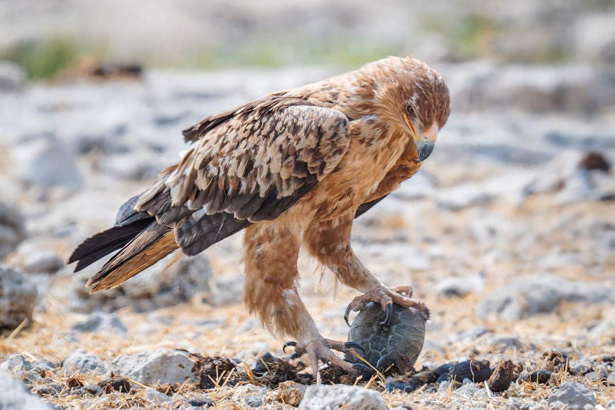 2025-09-26 104 Tawny Eagle with Turtle.jpg
