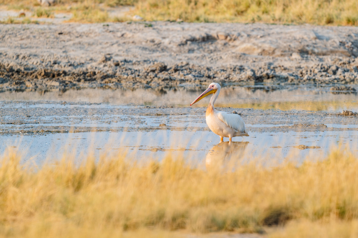 2025-09-27 004 Great White Pelican.jpg