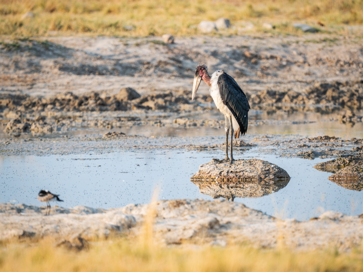 2025-09-27 006 Marabou Stork.jpg