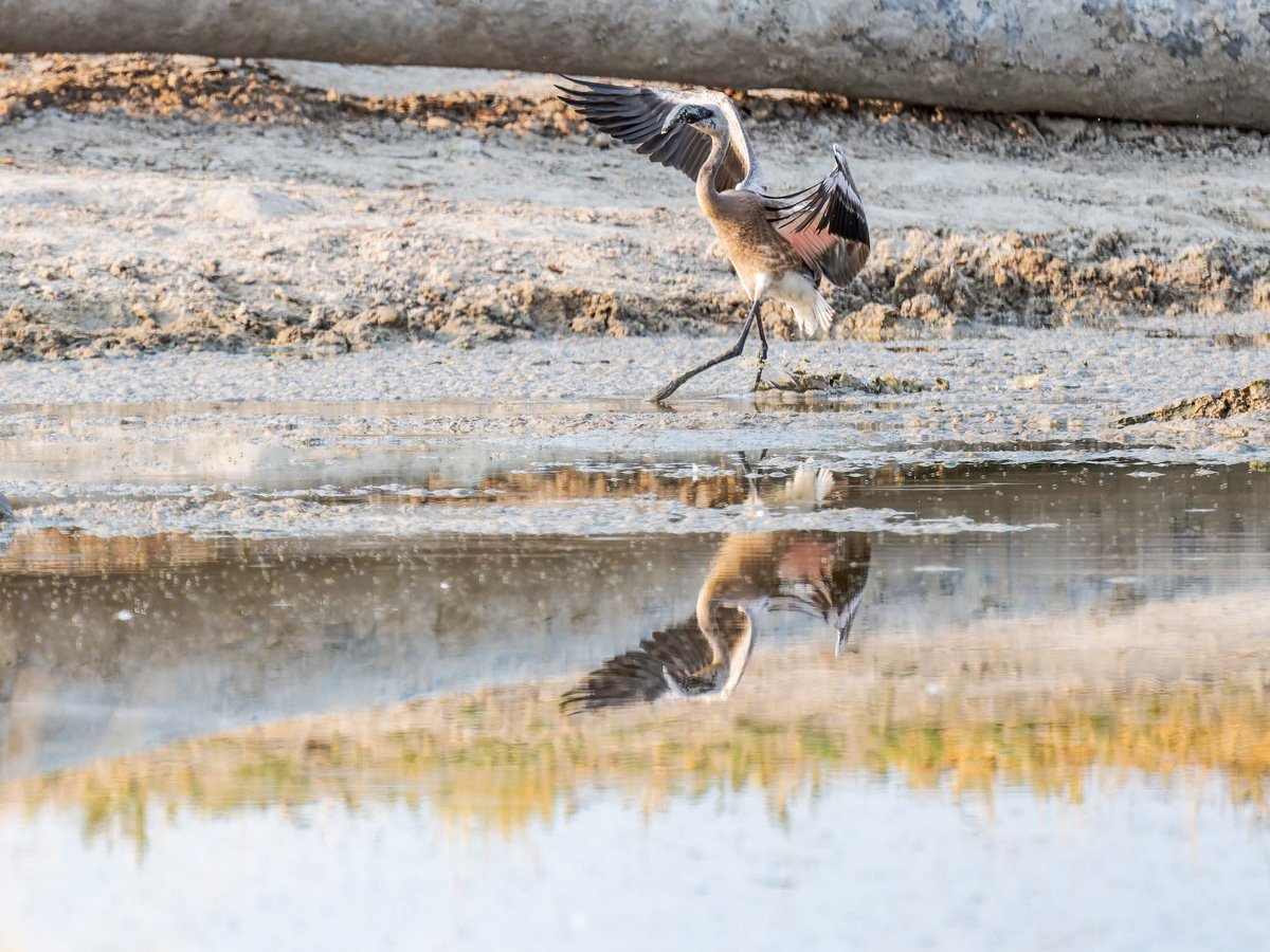 2025-09-27 019 Juvenile Lesser Flamingo Landing.jpg