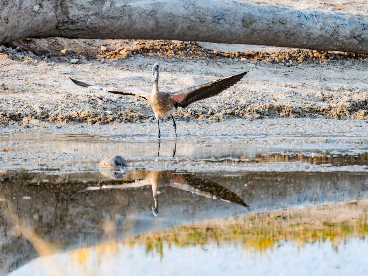 2025-09-27 022 Juvenile Lesser Flamingo Landing.jpg