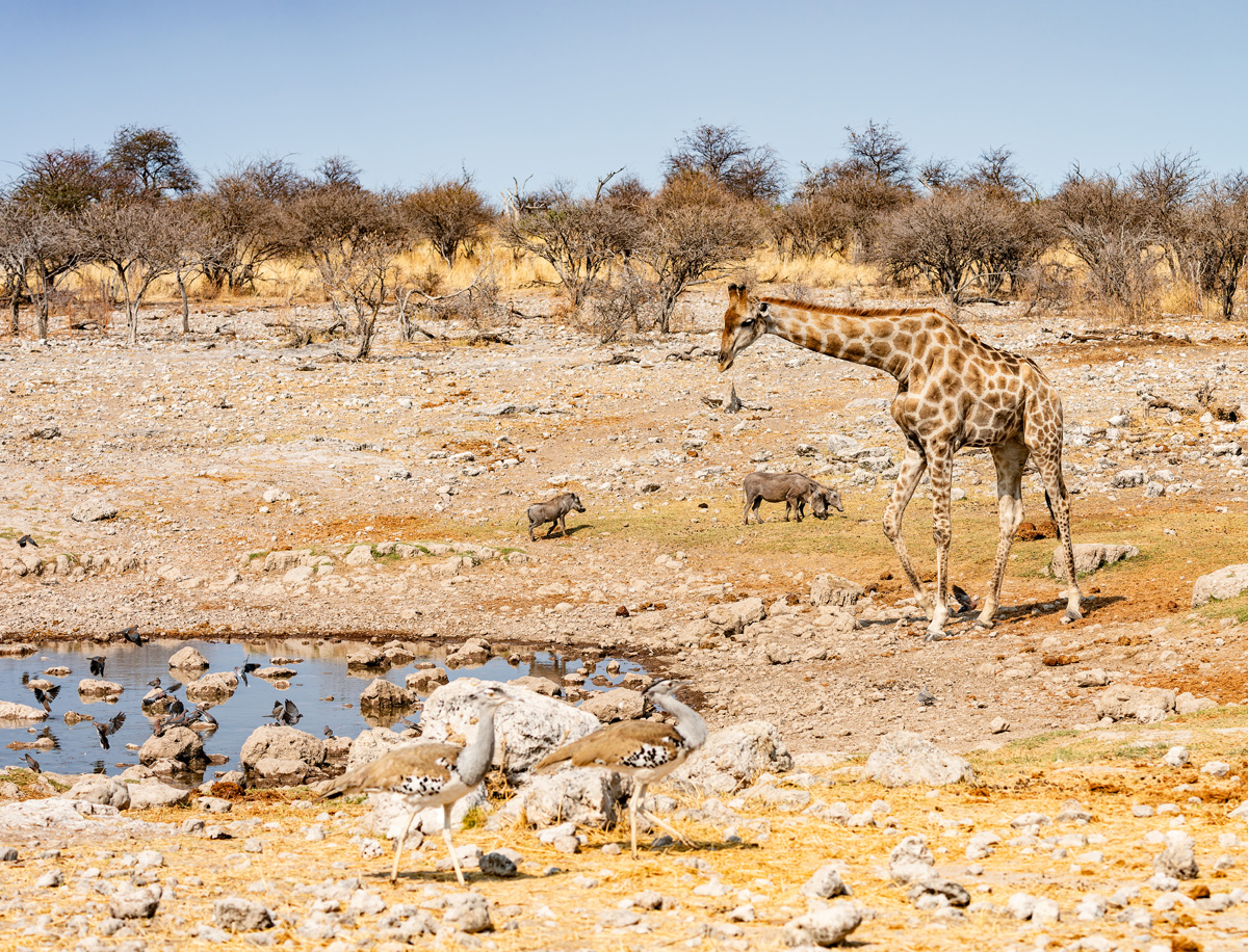 2025-09-27 070 Giraffe and Warthogs and Kori Bustards at Waterhole.jpg