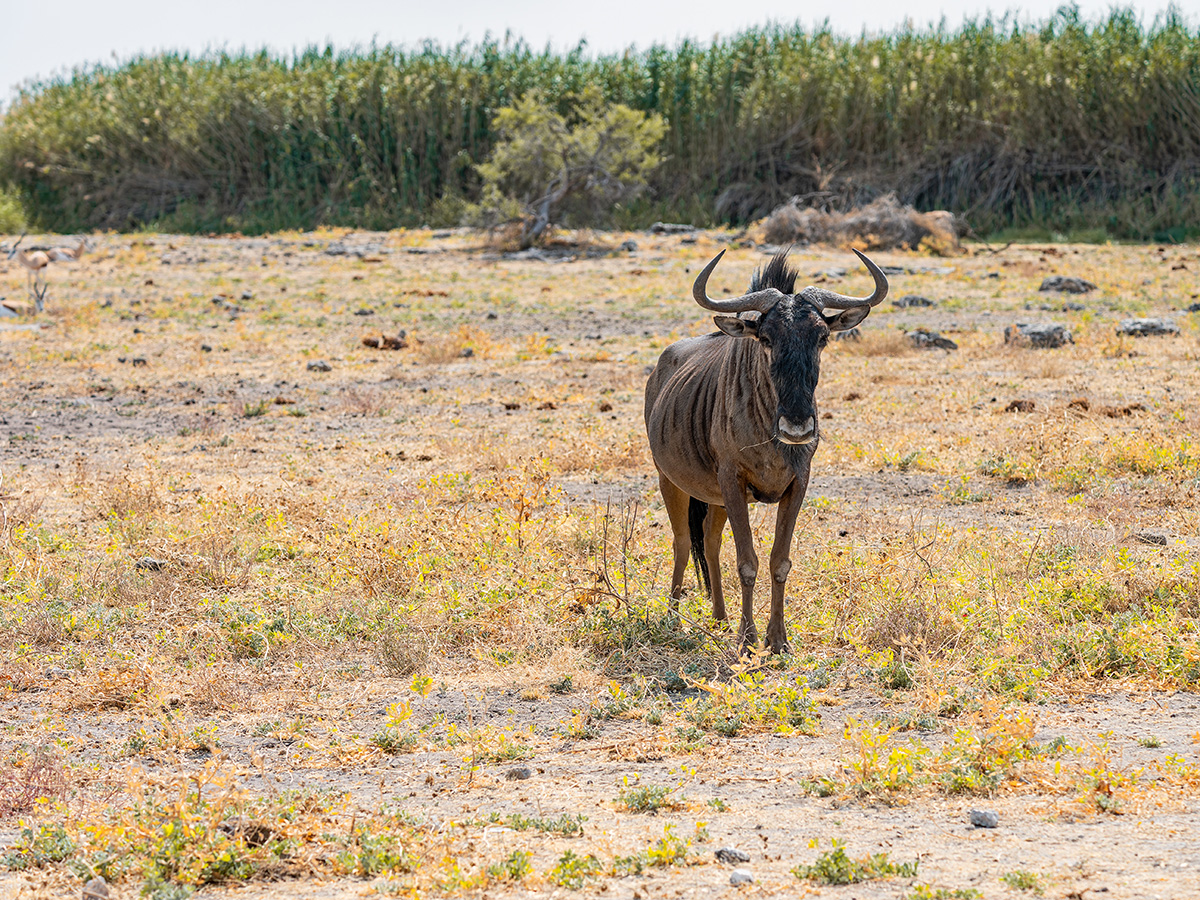 2025-09-27 079 Blue Wildebeest.jpg