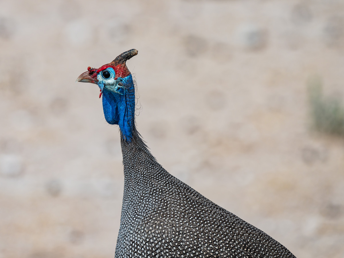2025-09-27 084 Helmeted Guineafowl.jpg