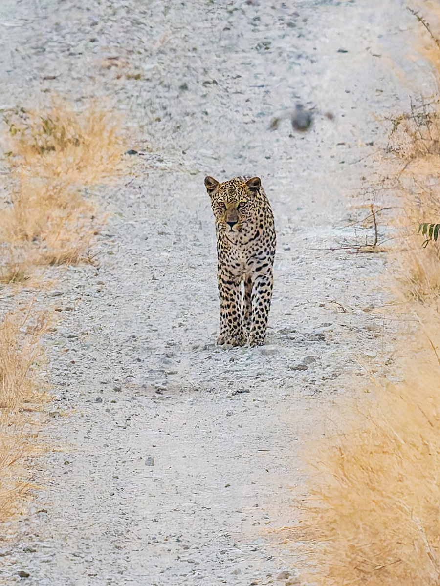 2025-09-27 092 Leopard.jpg