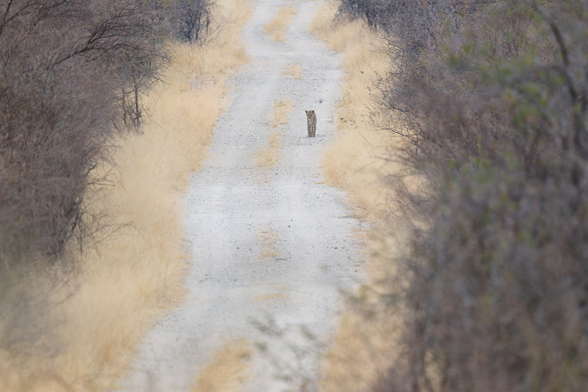 2025-09-27 092 Leopard_1.jpg