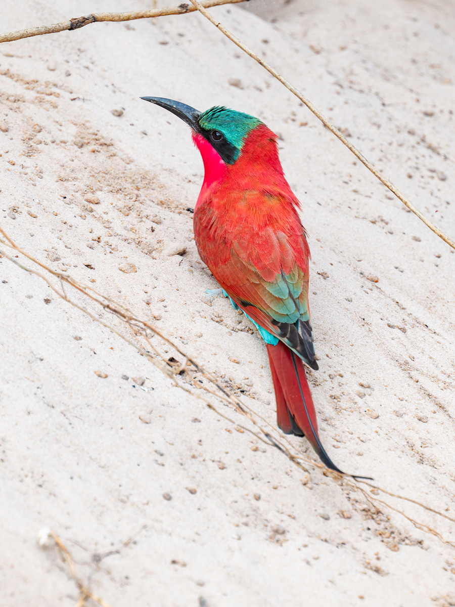 2025-09-28 013 Southern Carmine Bee-eater.jpg