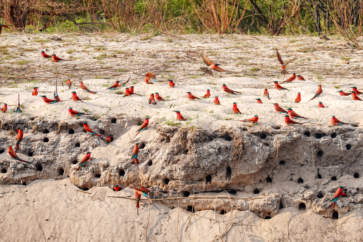 2025-09-28 016 Southern Carmine Bee-eaters.jpg