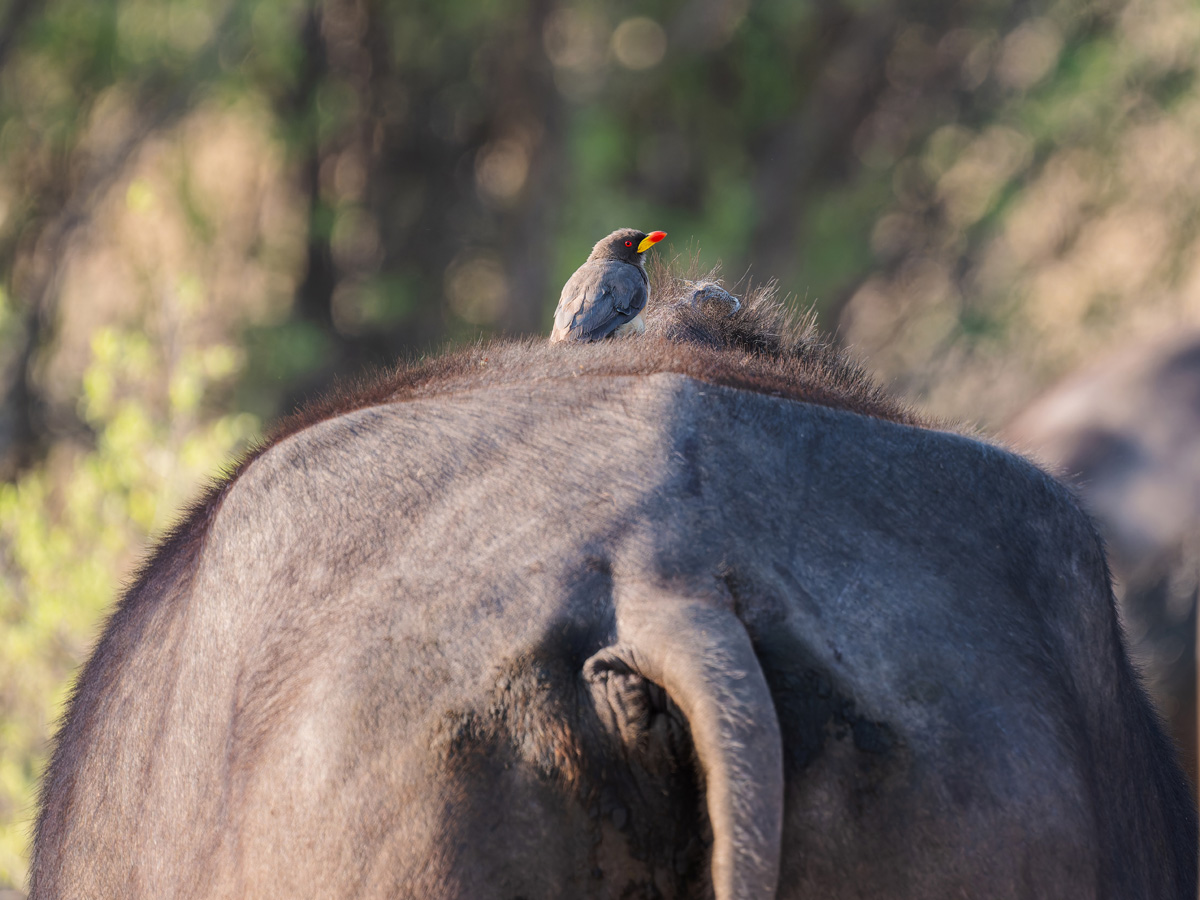 2025-09-29 012 Yellow-billed Oxpecker.jpg