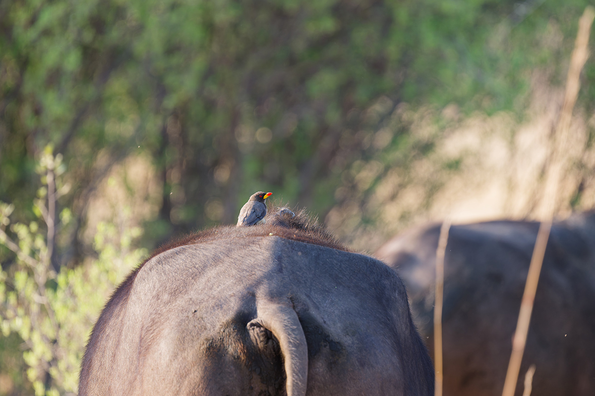 2025-09-29 012 Yellow-billed Oxpecker_1.jpg