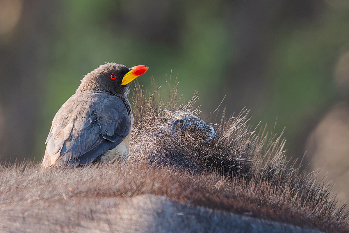 2025-09-29 012 Yellow-billed Oxpecker_2.jpg