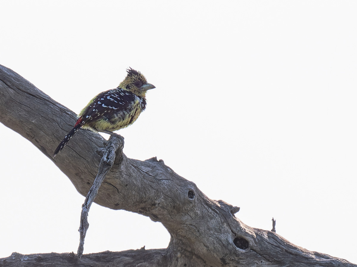2025-09-29 035 Crested Barbet.jpg