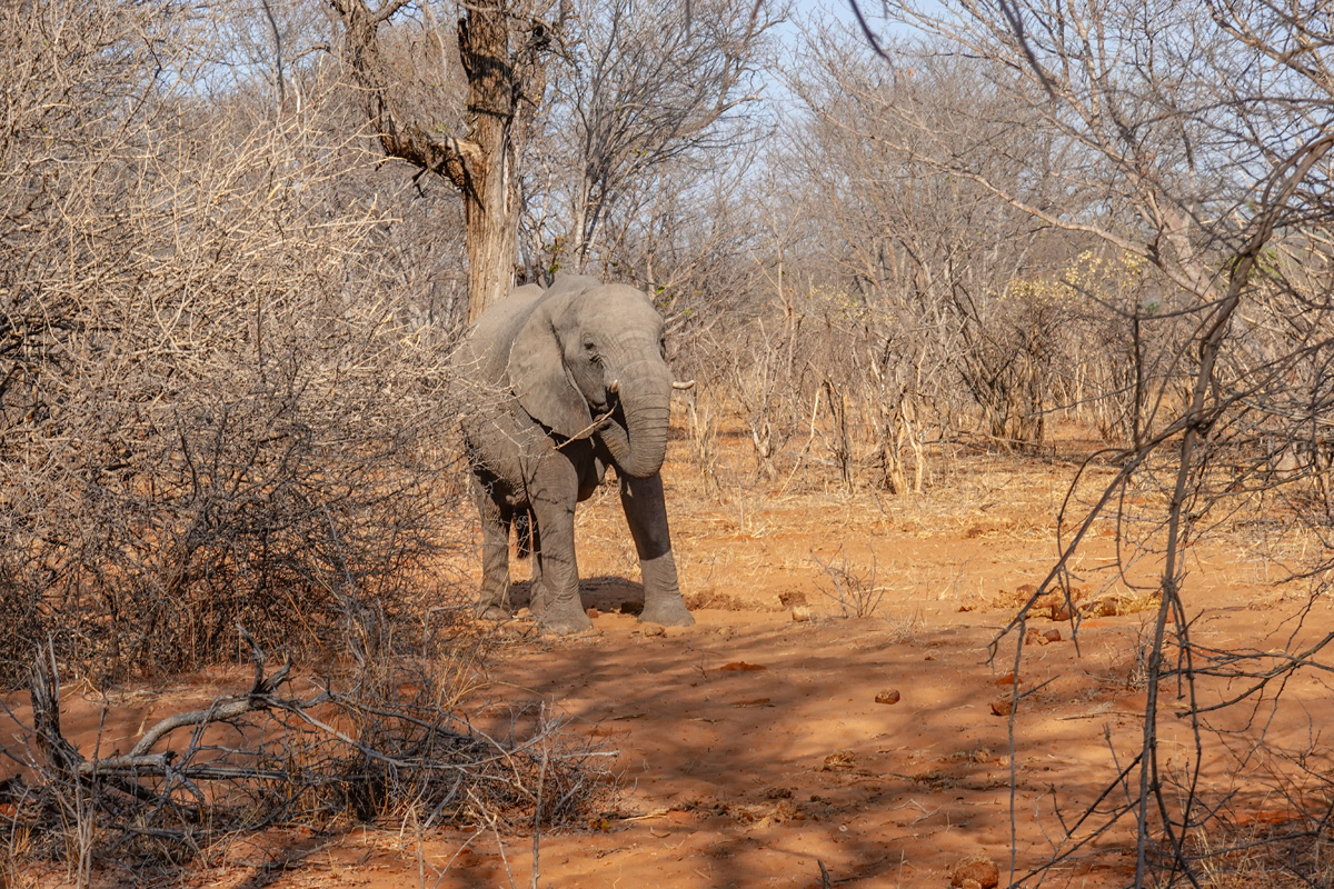 2025-09-29 038 Elephant.jpg