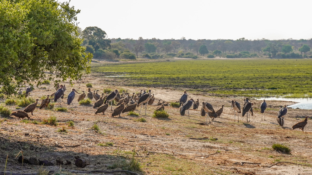 2025-09-29 047 Marabou Storks and Vultures.jpg