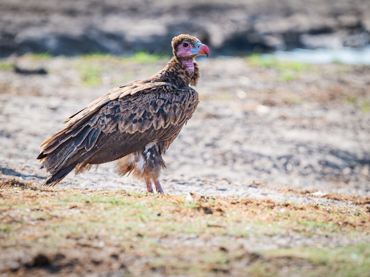 2025-09-29 048 Lappet-faced Vulture.jpg