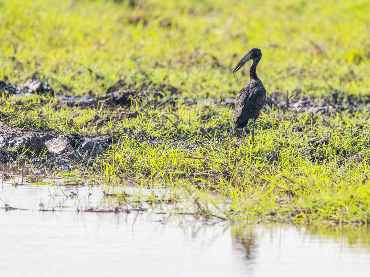2025-09-29 052 African Openbill.jpg