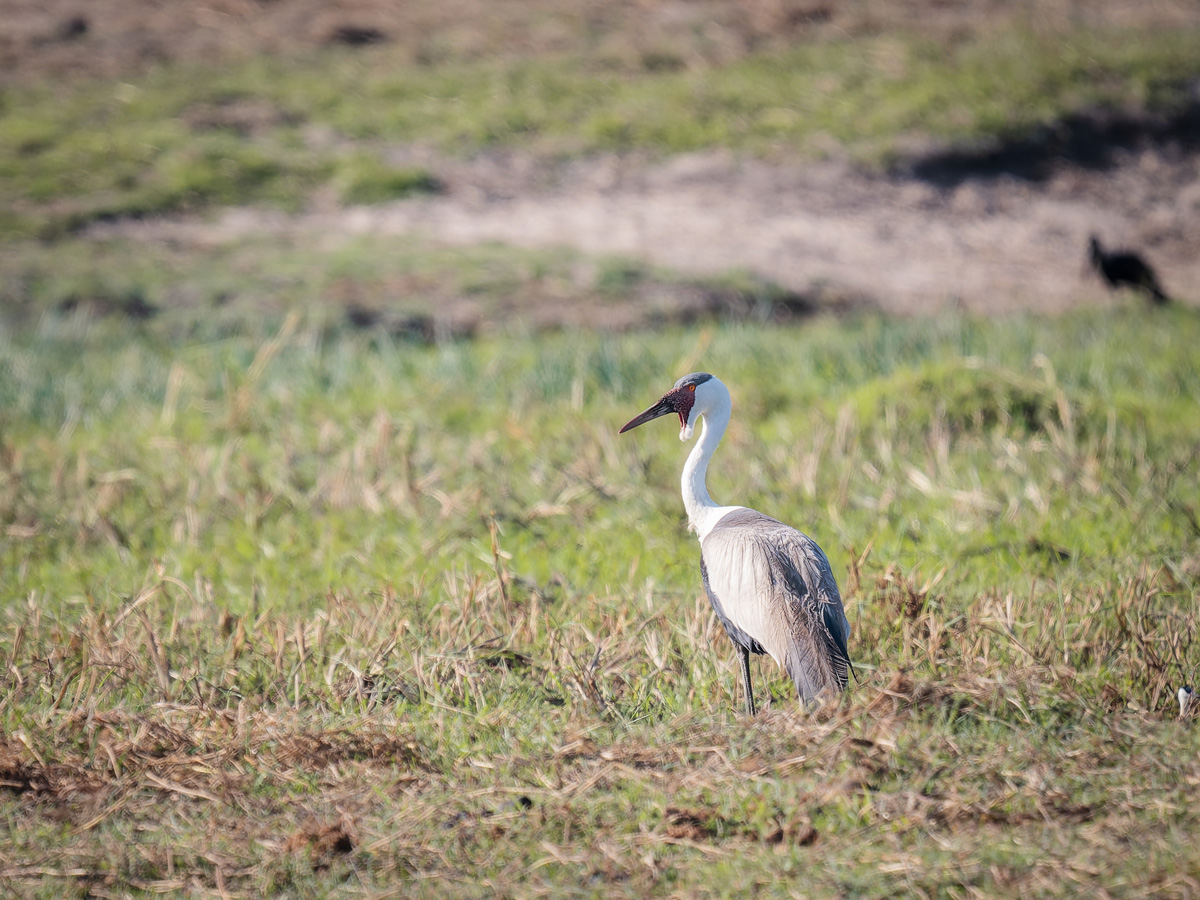 2025-09-29 054 Wattled Crane.jpg
