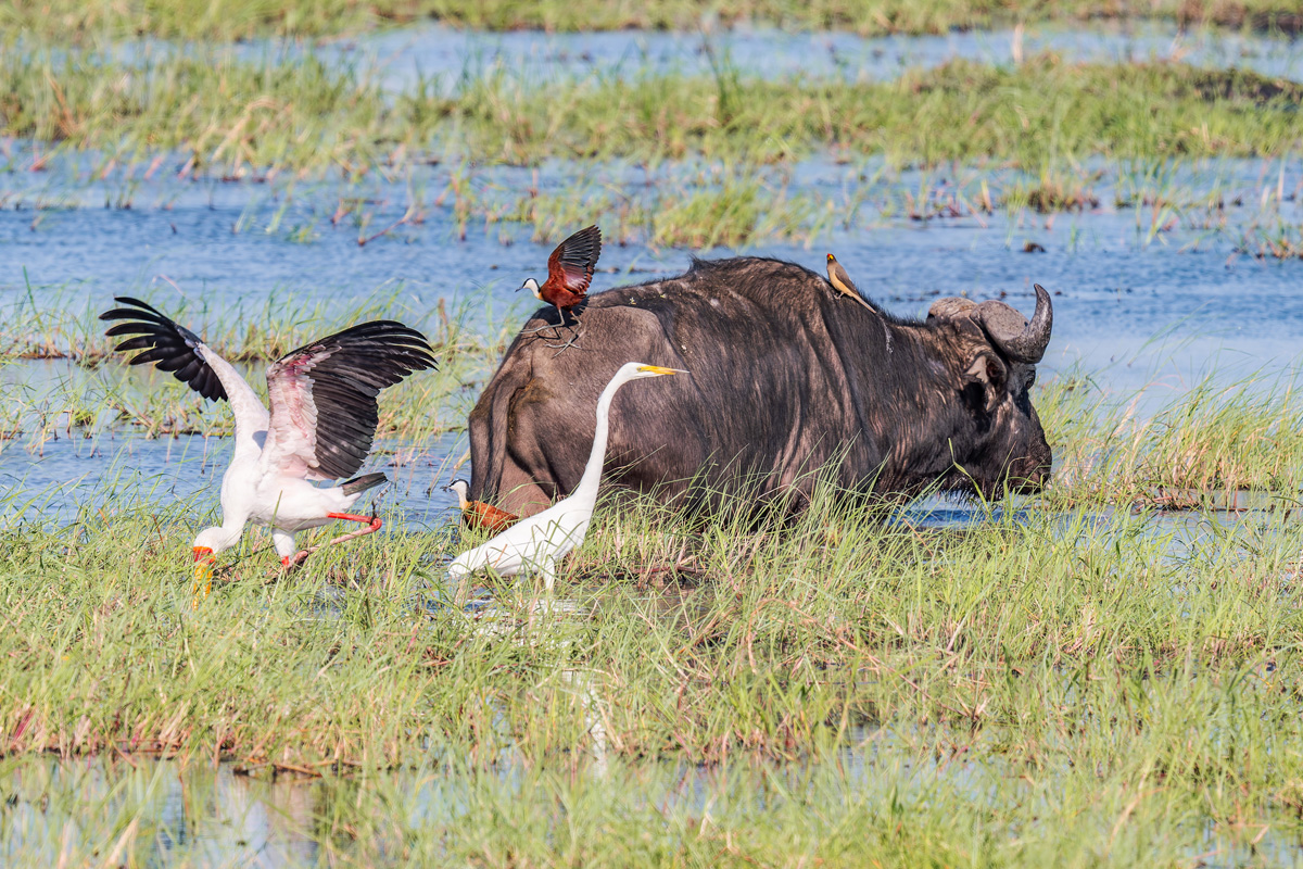 2025-09-29 056 Water Buffalo and Yellow-billed Stork and Great Egreat and African Jacanas and ...jpg