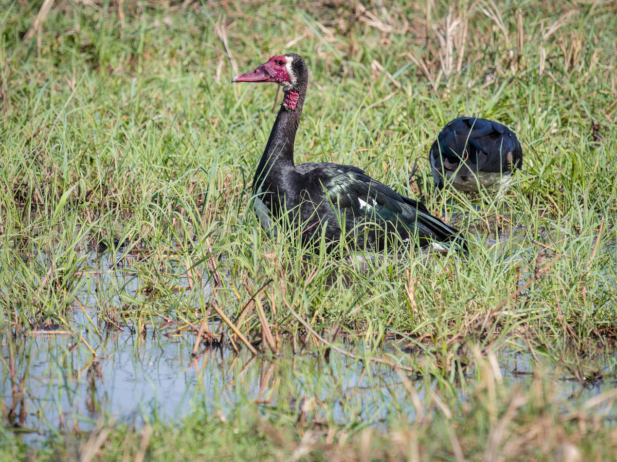 2025-09-29 065 Spur-winged Geese.jpg