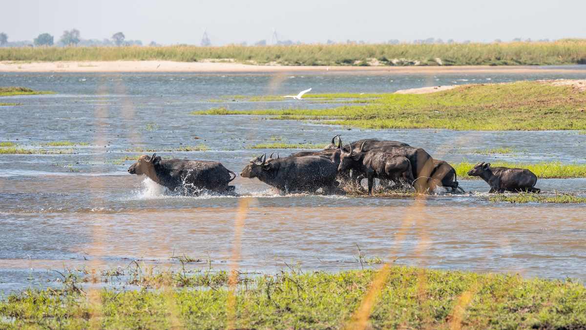 2025-09-29 070 Water Buffaloes.jpg