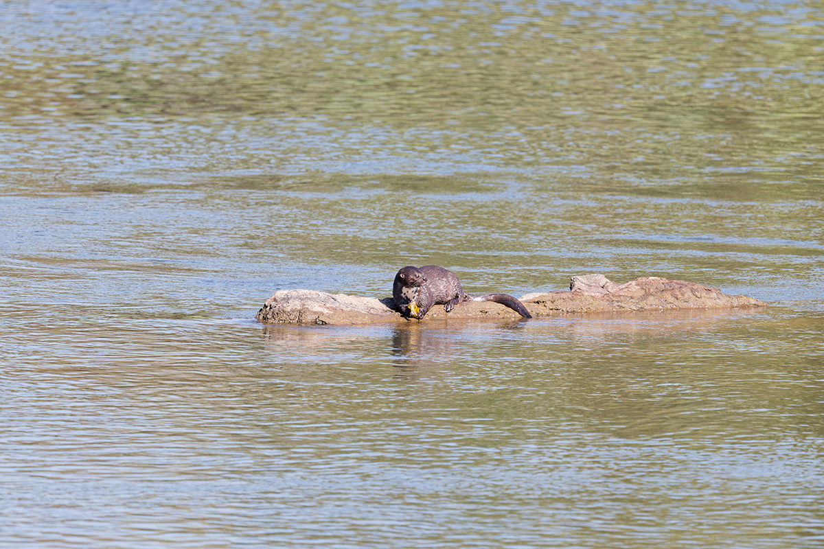 2025-09-30 002 African Clawless Otter_1.jpg