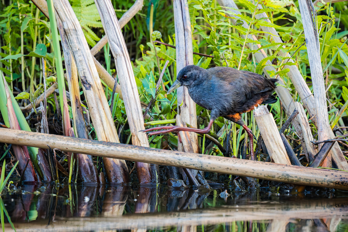 2025-10-01 016 Black Crake.jpg