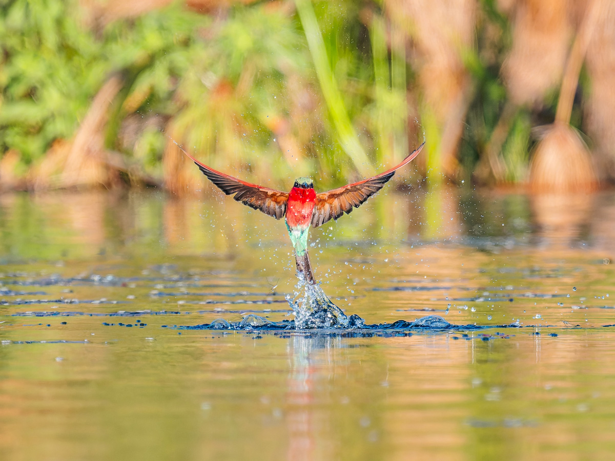 2025-10-01 083 Southern Carmine Bee-eater in Flight.jpg