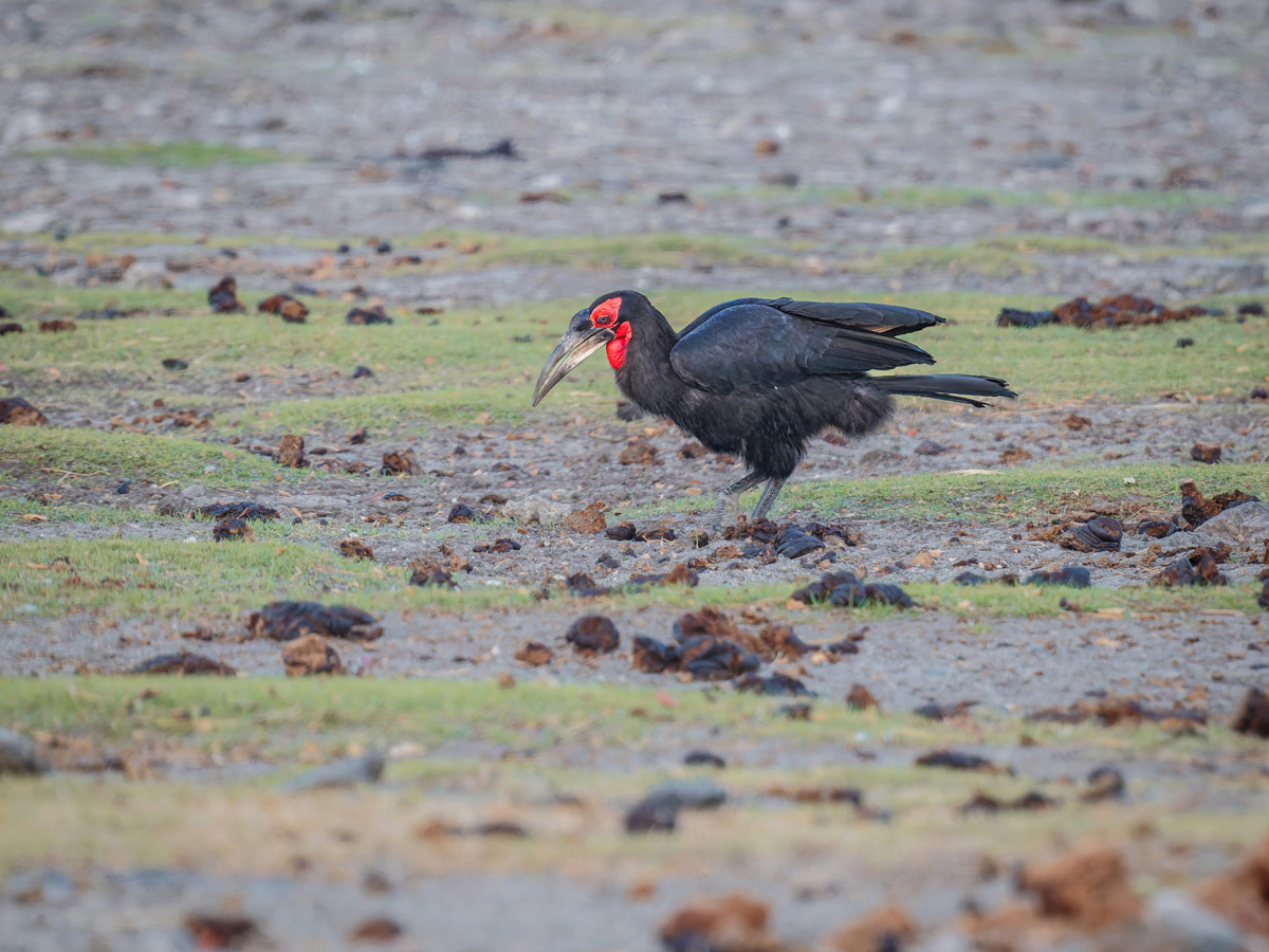 2025-10-04 001 Southern Ground Hornbill.jpg