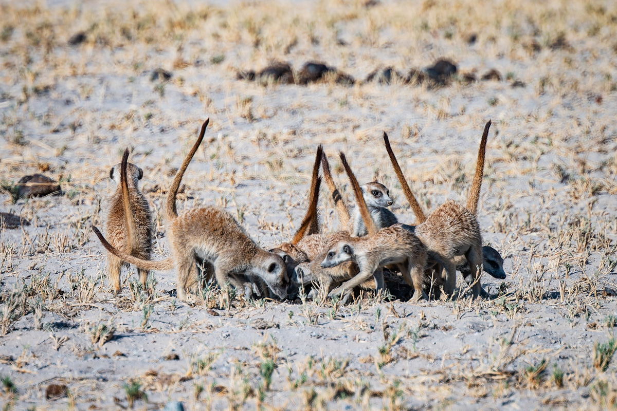 2025-10-04 012 Meercats.jpg