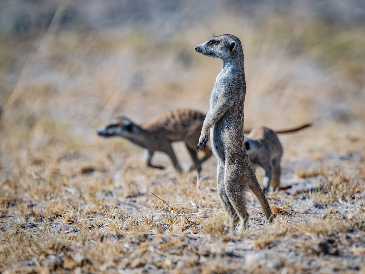 2025-10-04 020 Meercats.jpg