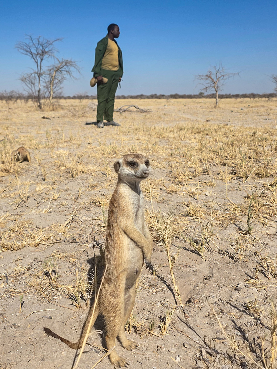 2025-10-04 030 Meercat.jpg