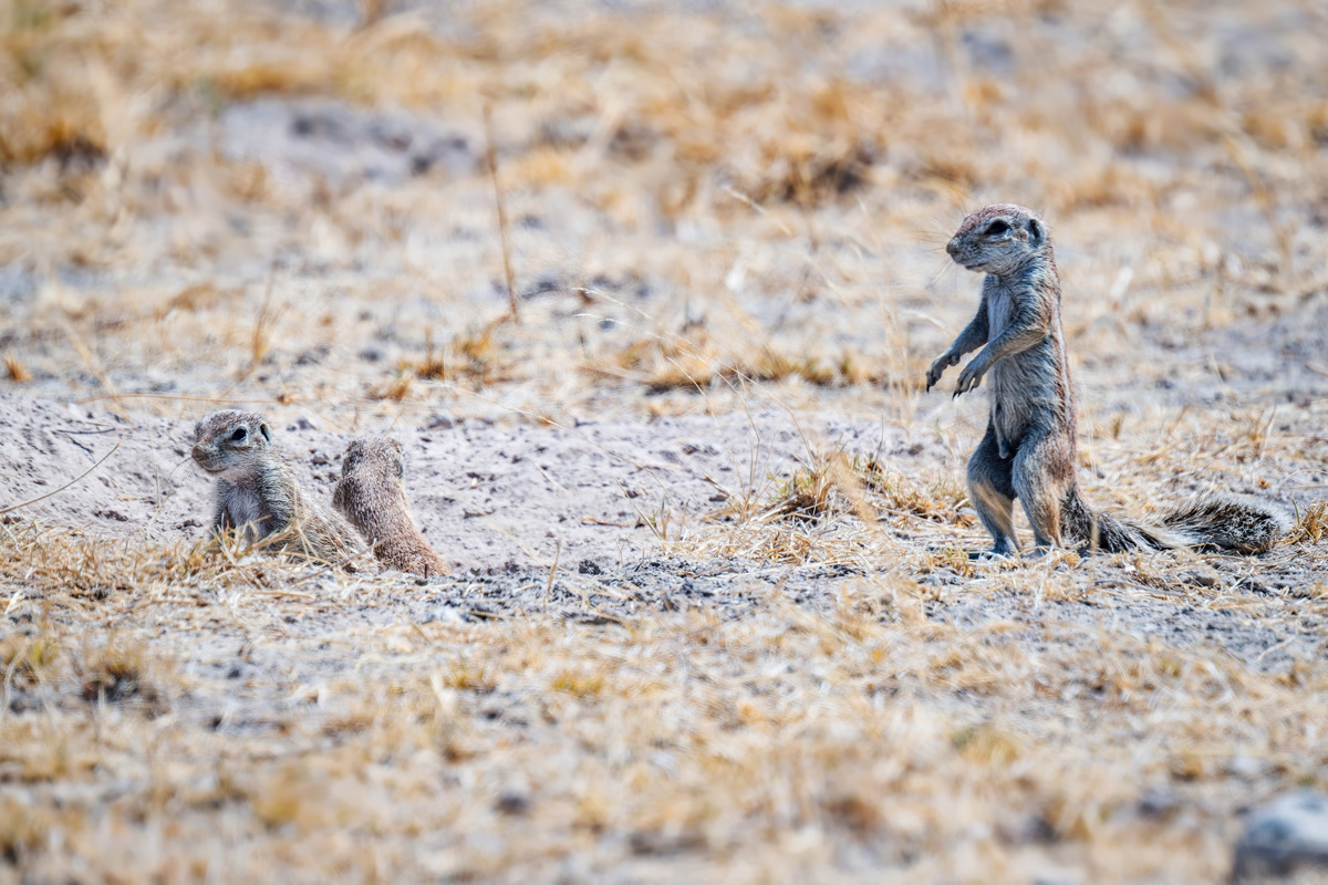 2025-10-04 046 Ground Squirrels.jpg