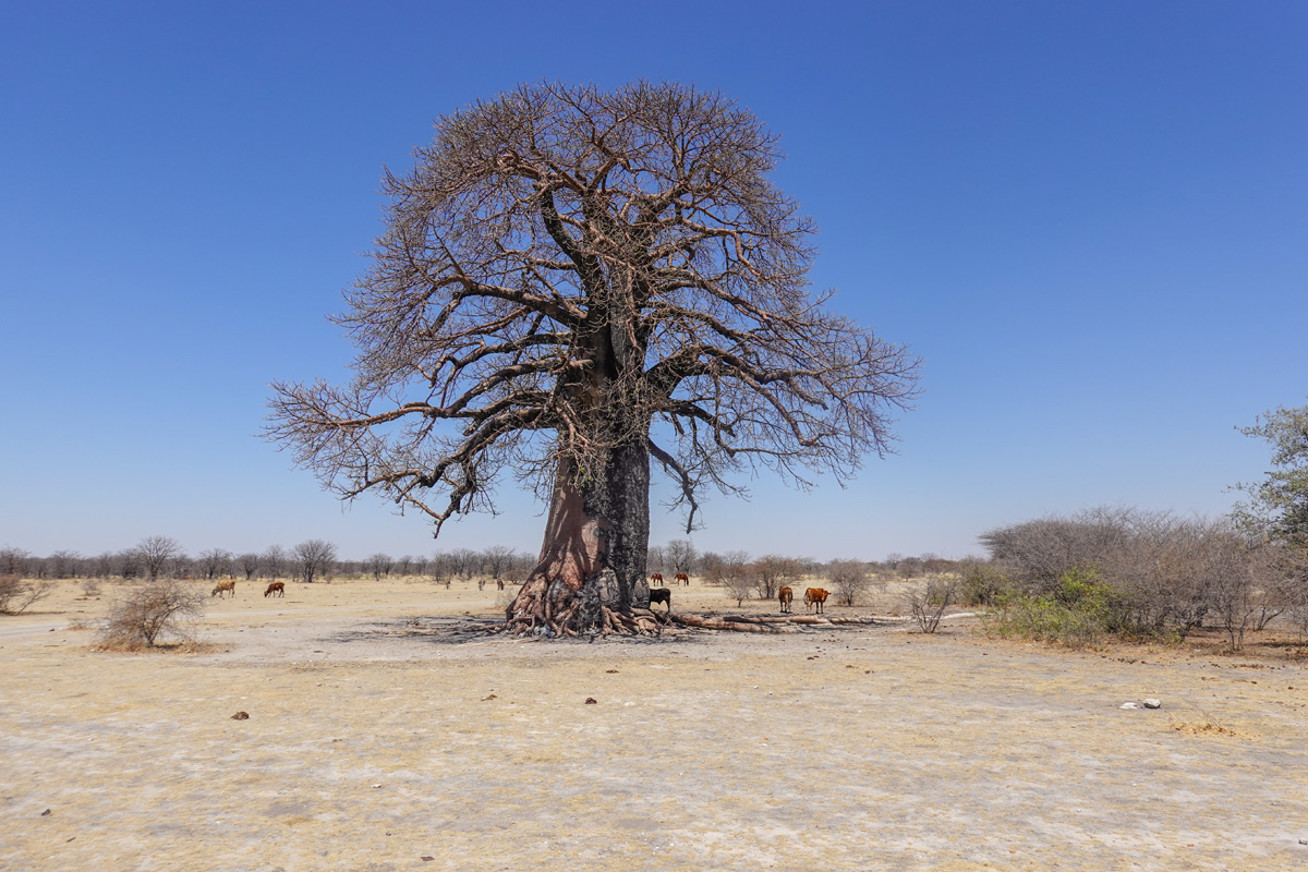 2025-10-04 053 Baobab.jpg