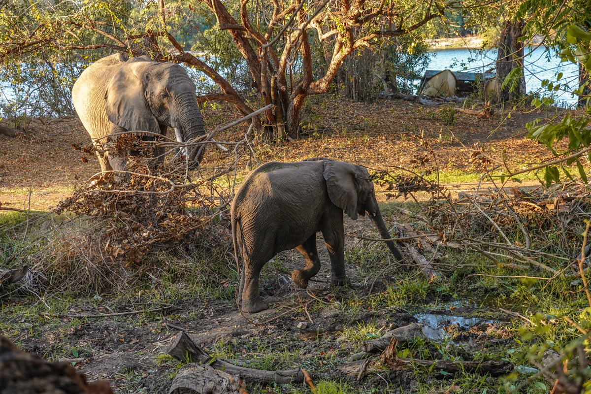 2025-10-05 14 Elephants at Lodge.jpg