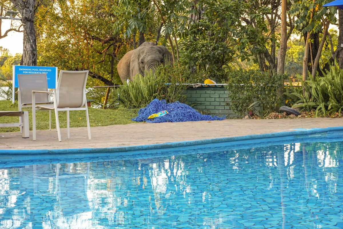 2025-10-05 24 Elephant at Swimming Pool.jpg