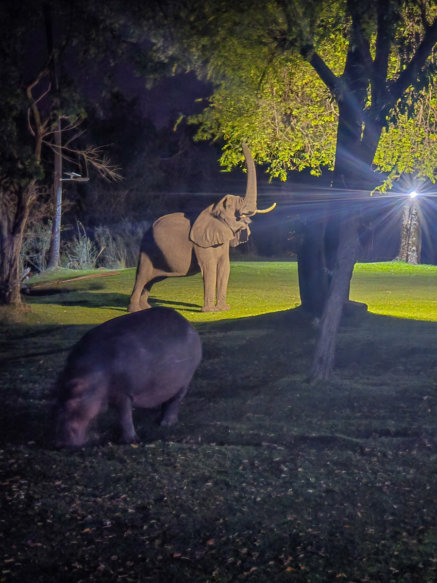 2025-10-05 41 Hippo and Elephant at Lodge.jpg