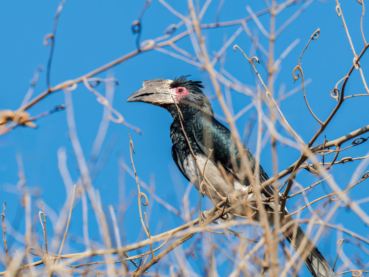 2025-10-06 70 Trumpeter Hornbill.jpg