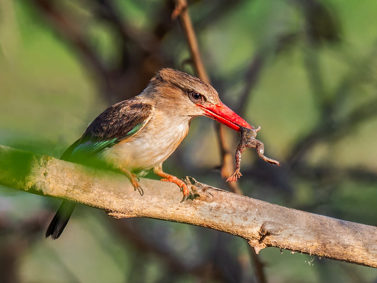 2025-10-07 02 Striped Kingfisher with Frog.jpg