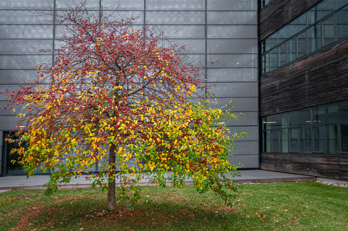 2025-10-25_Tulln_Herbstspaziergang_0005.jpg
