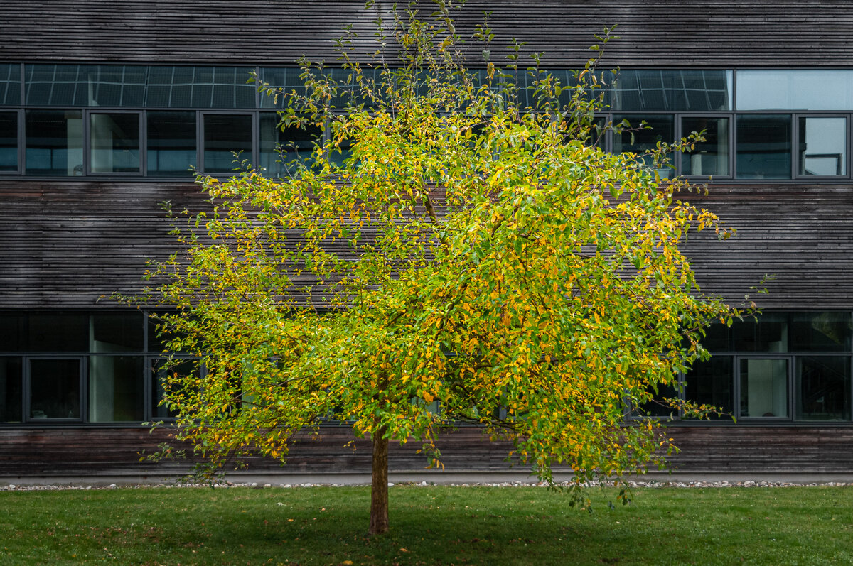 2025-10-25_Tulln_Herbstspaziergang_0006.jpg