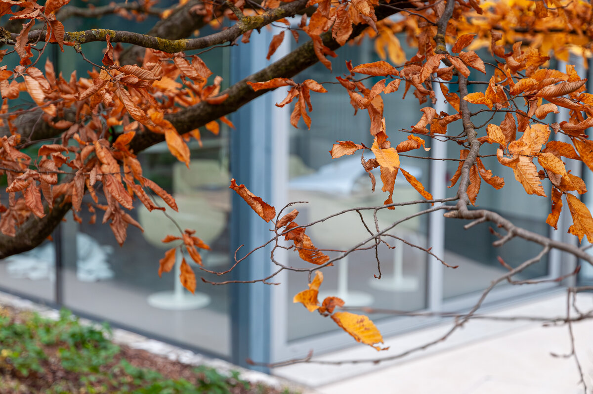 2025-10-25_Tulln_Herbstspaziergang_0007.jpg