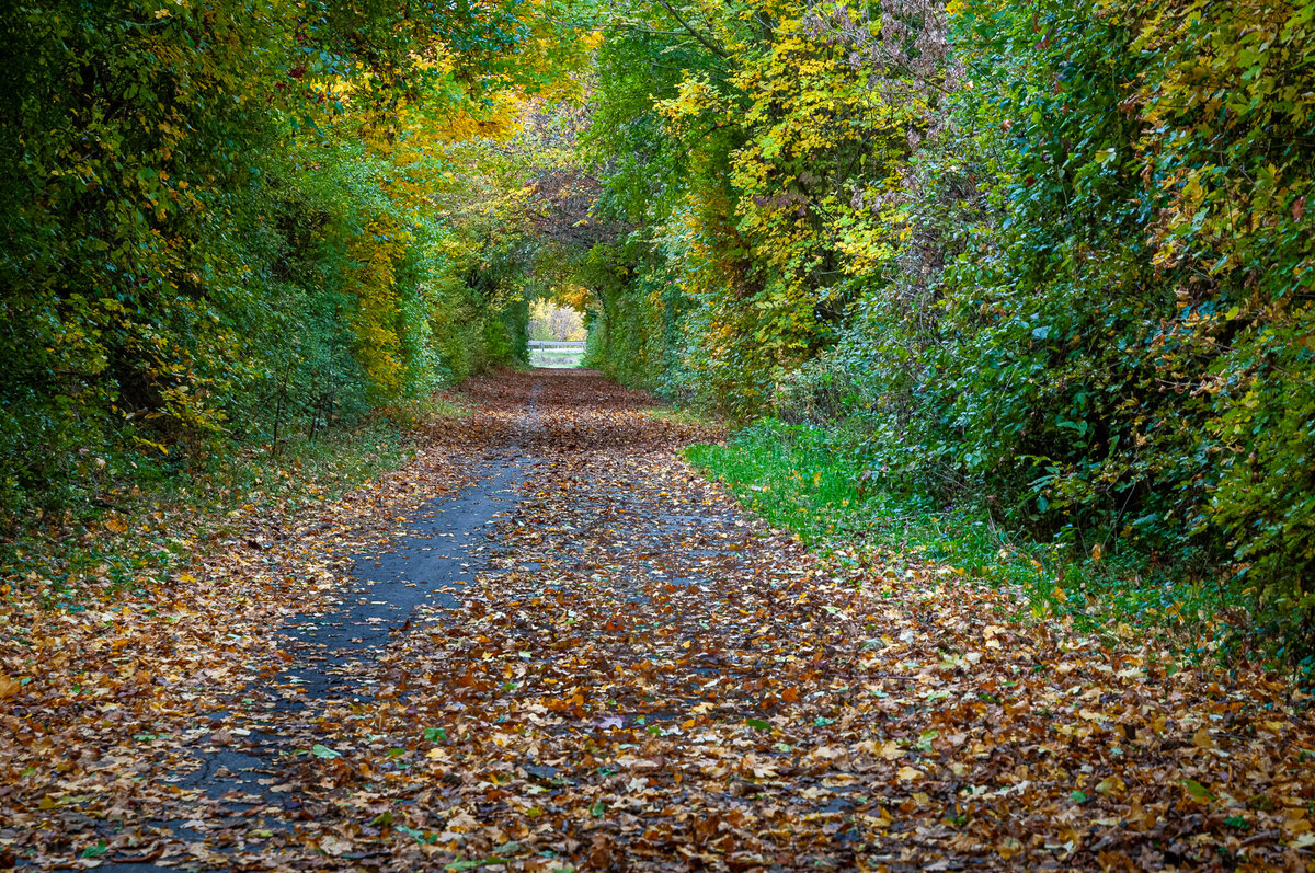 2025-10-25_Tulln_Herbstspaziergang_0010.jpg