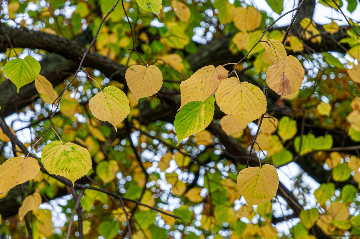 2025-10-25_Tulln_Herbstspaziergang_0012.jpg