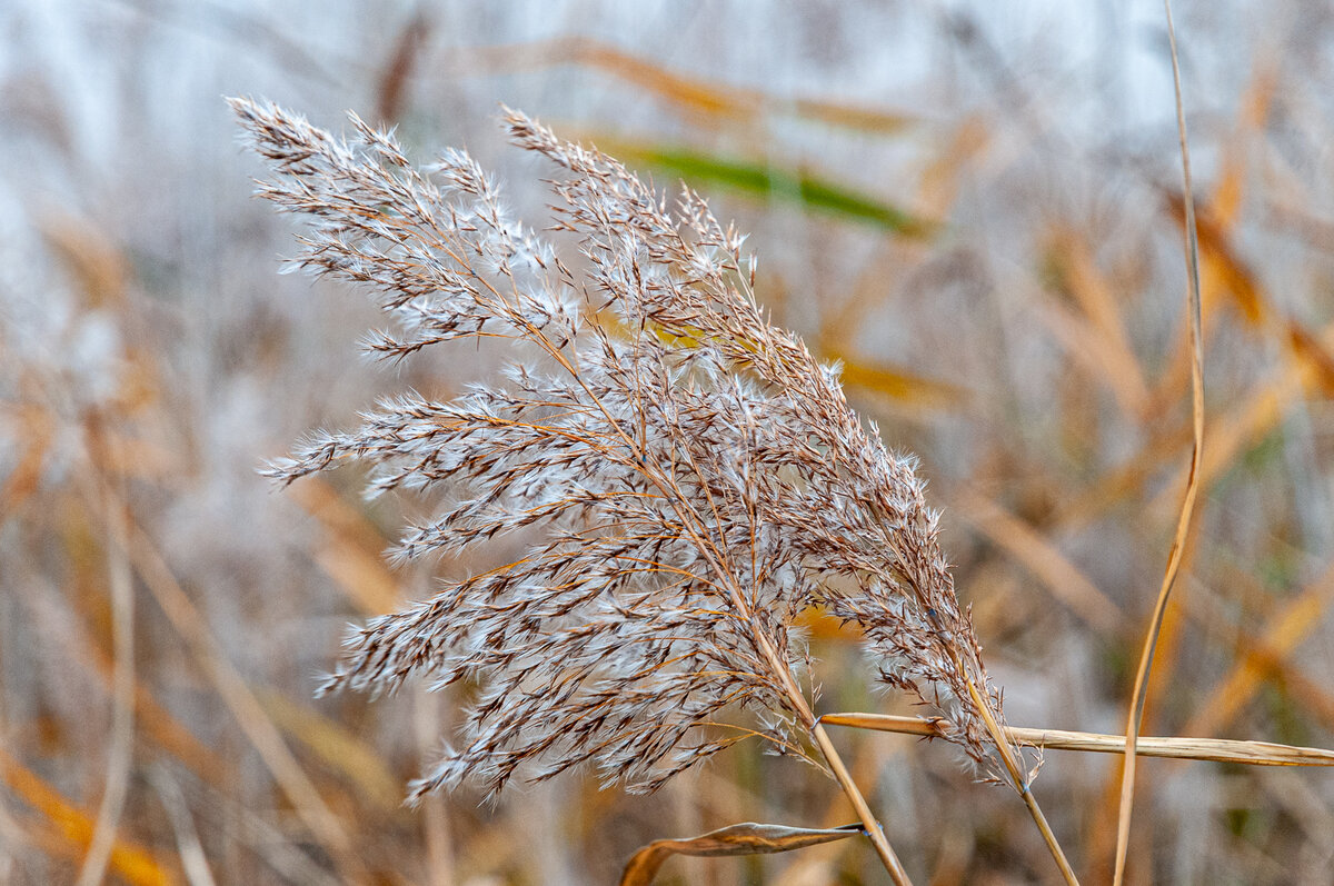 2025-10-25_Tulln_Herbstspaziergang_0016.jpg