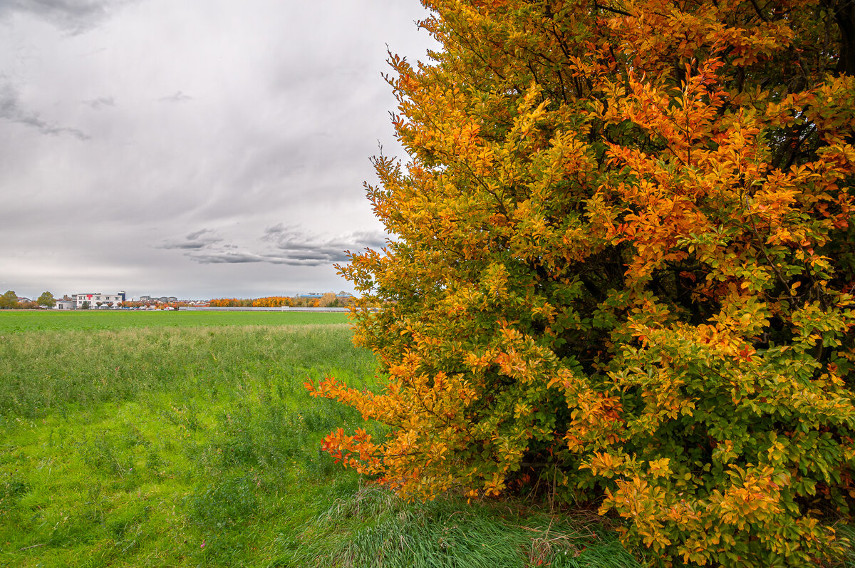 2025-10-25_Tulln_Herbstspaziergang_0018.jpg