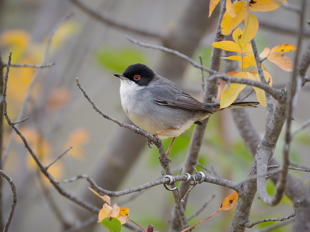 2025-11-25 011 Sardinian Warbler.jpg