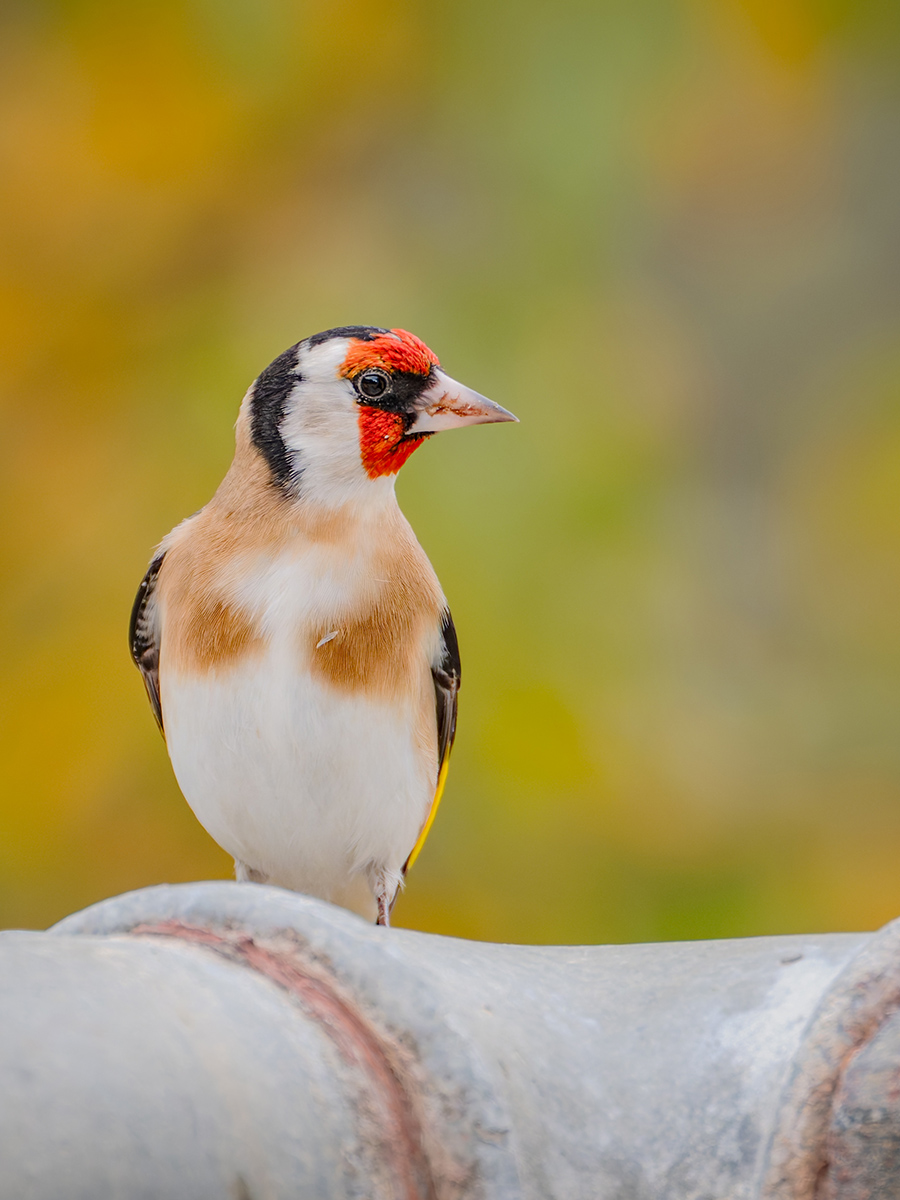 2025-11-25 014 European Goldfinch.jpg