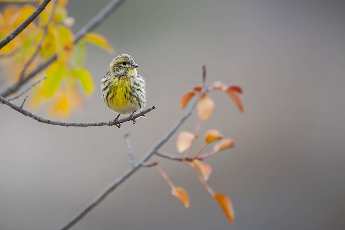2025-11-25 020 European Serin.jpg